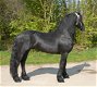Friesian Horse For Sale - 1 - Thumbnail
