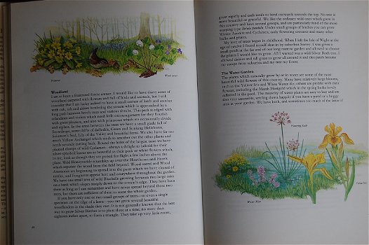 Marjorie Blamey's Flowers of the countryside - 1