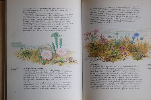 Marjorie Blamey's Flowers of the countryside - 2