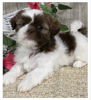 Onze prachtige shih tzu-puppy's ter adoptie - 0