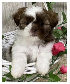 Onze prachtige shih tzu-puppy's ter adoptie - 1
