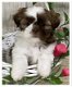 Onze prachtige shih tzu-puppy's ter adoptie - 1 - Thumbnail