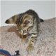 TICA Geregistreerde fokker van Savannah's Kittens - 0 - Thumbnail