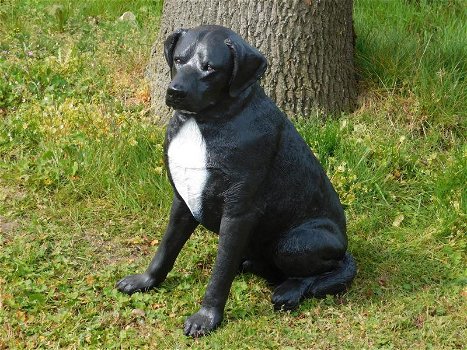 Rottweiler, hond , beeld van een hond - 1