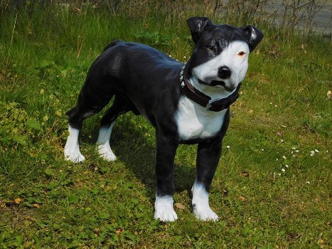 Rottweiler, hond , beeld van een hond - 7