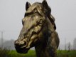 paardenhoofd,paard,landleven - 1 - Thumbnail