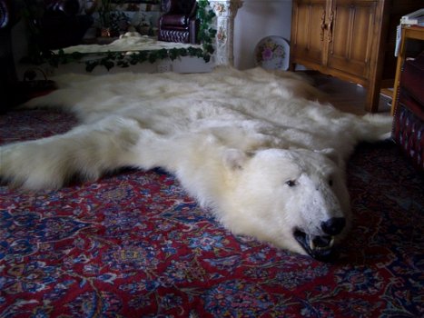 Beautiful Polar bear rugs - 0