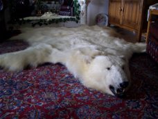 Beautiful Polar bear rugs