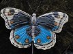 kapstok van een vlinder - 4 - Thumbnail