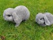 konijn , stenen tuinbeeld, konijn met hangoren - 4 - Thumbnail