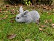 konijn,beeld van een snuffelend konijn - 6 - Thumbnail