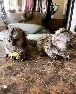 Schattige baby's dwergzijdeaapje +4915218120326
