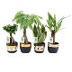 Amazone Green mix – Ginseng, Pachira, Sansevieria, Yucca kopen - 0 - Thumbnail