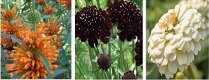100 soorten zaden van eenjarige en vaste planten te koop 0,75 per zakje - 2 - Thumbnail