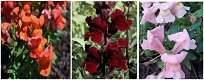 100 soorten zaden van eenjarige en vaste planten te koop 0,75 per zakje - 3 - Thumbnail