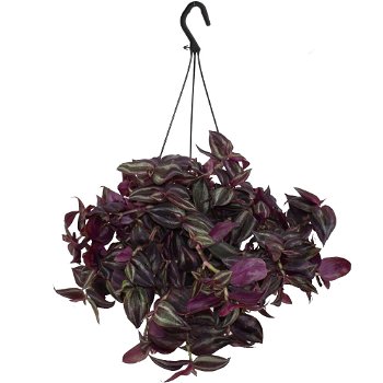 Tradescantia Jewel Red in hangpot kopen - 0