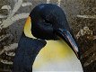 beeld van een Pinguïn - 5 - Thumbnail