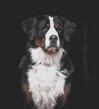 Blackfoto shoot paard, hond of mens - 1