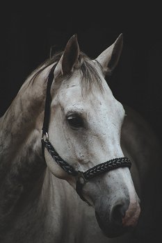 Blackfoto shoot paard, hond of mens - 3