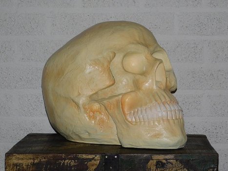 Skull ,schedel - 2