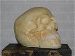 Skull ,schedel - 2 - Thumbnail