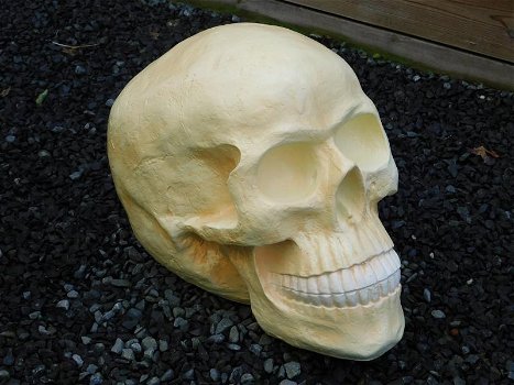 Skull ,schedel - 3