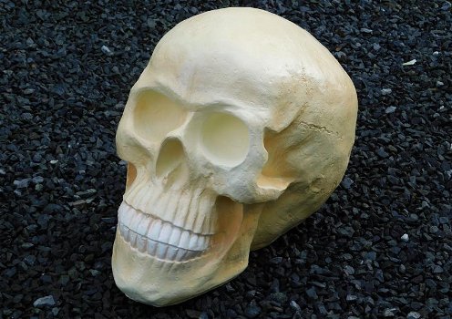 Skull ,schedel - 5