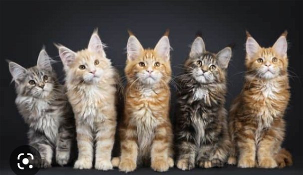 Russiche maine coon kittens excotics - 3