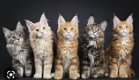 Russiche maine coon kittens excotics - 3 - Thumbnail
