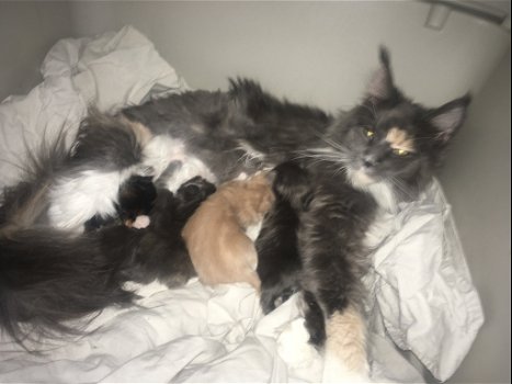 Russiche maine coon kittens excotics - 4
