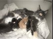 Russiche maine coon kittens excotics - 4 - Thumbnail