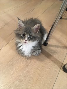 Russiche maine coon kittens excotics