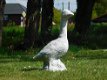 tuinbeeld Gans, gans - 3 - Thumbnail