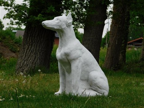 hazewindhond , tuinbeeld , hond - 0