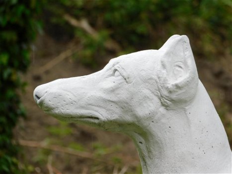 hazewindhond , tuinbeeld , hond - 2
