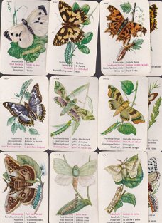 kwartet vlinders