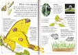 Vlinders en motten - 2 - Thumbnail