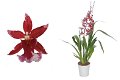 Orchidee voor Valentijnsdag - 0 - Thumbnail