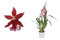 Orchidee voor Valentijnsdag