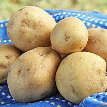 verse aardappelen te koop - 2