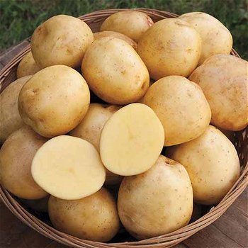 verse aardappelen te koop - 7