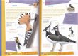 Vogelgids voor kids - 2 - Thumbnail