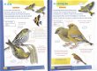 Vogelgids voor kids - 3 - Thumbnail