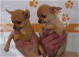 Chihuahua pups - 0 - Thumbnail