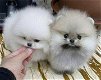 Pommeren puppy voor adoptie - 0 - Thumbnail