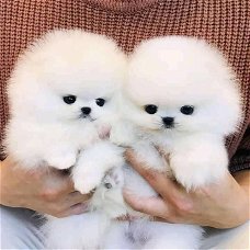Mooie pomeranian puppy beschikbaar