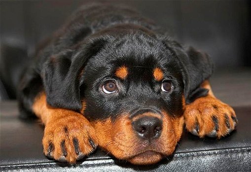 Vind gratis Rottweiler Pups en hondenmarkt - 0