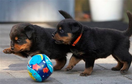 Vind gratis Rottweiler Pups en hondenmarkt - 1