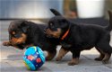 Vind gratis Rottweiler Pups en hondenmarkt - 1 - Thumbnail