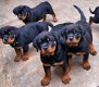 Vind gratis Rottweiler Pups en hondenmarkt - 2 - Thumbnail